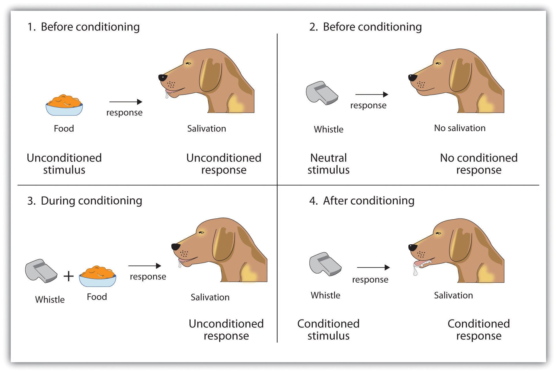 ap psychology frq classical conditioning